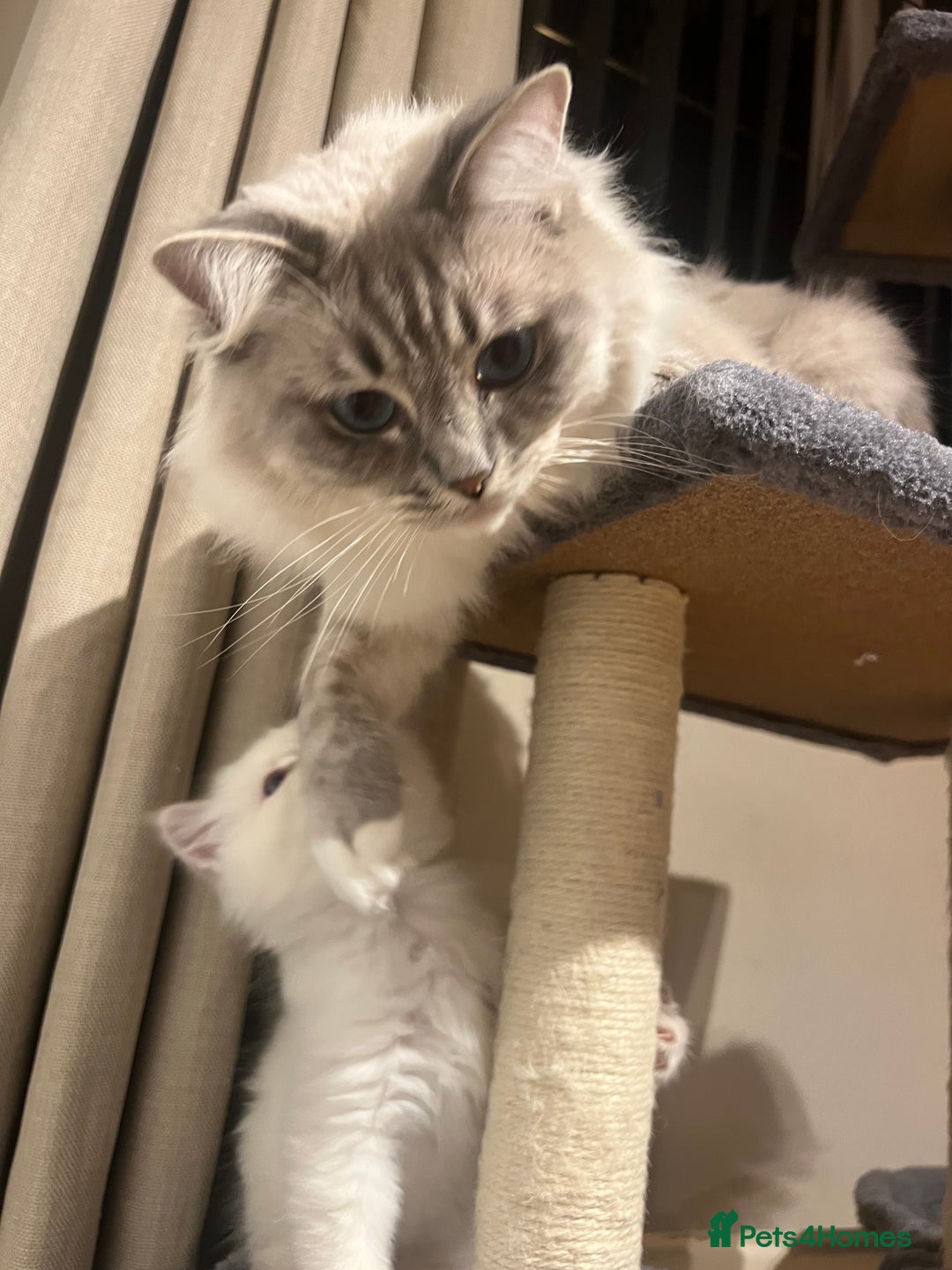 Ragdoll cats for sale: Male  - Advert 1