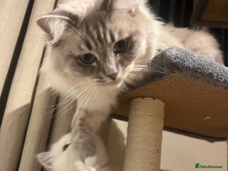 Ragdoll cats for sale: Ragdoll - Advert 1