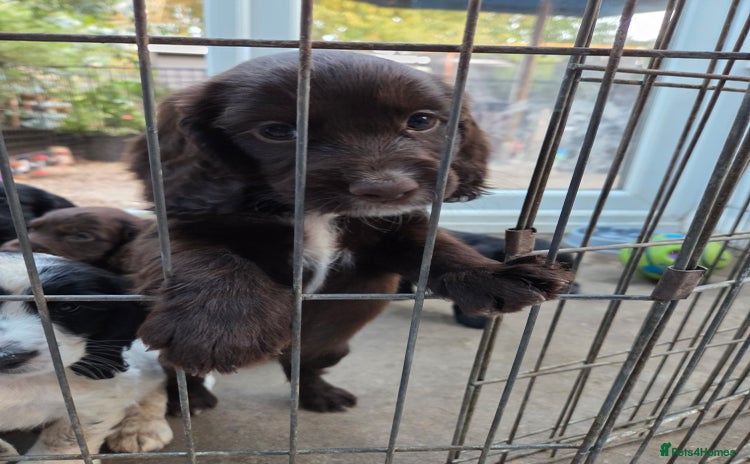 Cocker Spaniel dogs - Advert 1