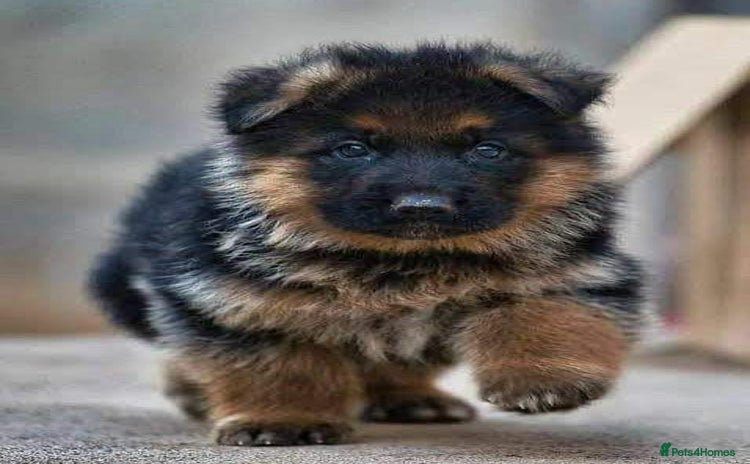 German Shepherd dogs - Advert 1