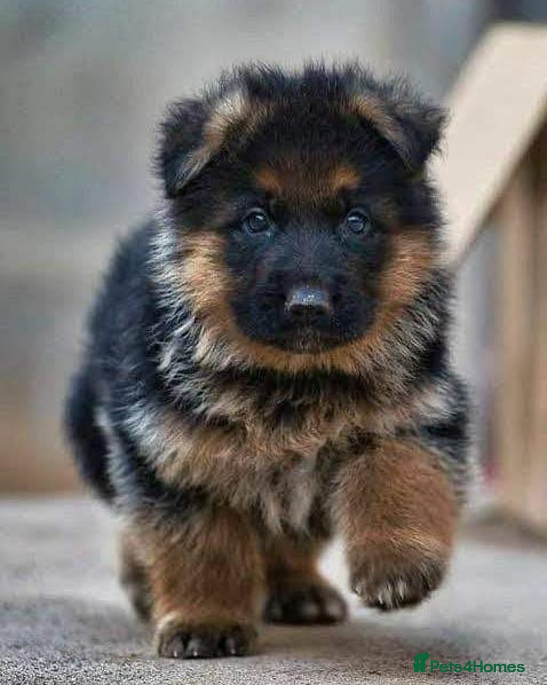German Shepherd dogs for sale: 🐾❤️ Our German Shepherd Puppies for Sale 🐶✨ - Image 1