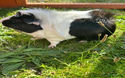 Guinea Pig rodents for sale: Meet Smithy & Gavilar 🐹🤍  - Image 2