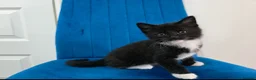 Mixed Breed cats for sale: Kittens for sale  in Reading - Advert 14