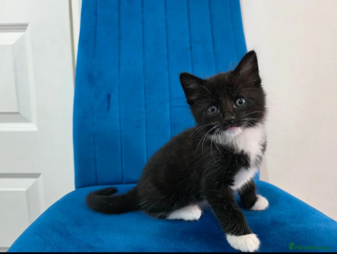 Mixed Breed cats for sale: Kittens for sale  in Reading - Advert 14