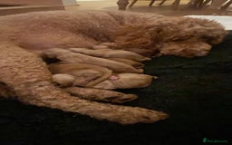 Mini Goldendoodle dogs for sale: 8 Lovingly Raised Miniature Goldendoodles  - Image 19
