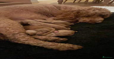 Mini Goldendoodle dogs - Advert 11