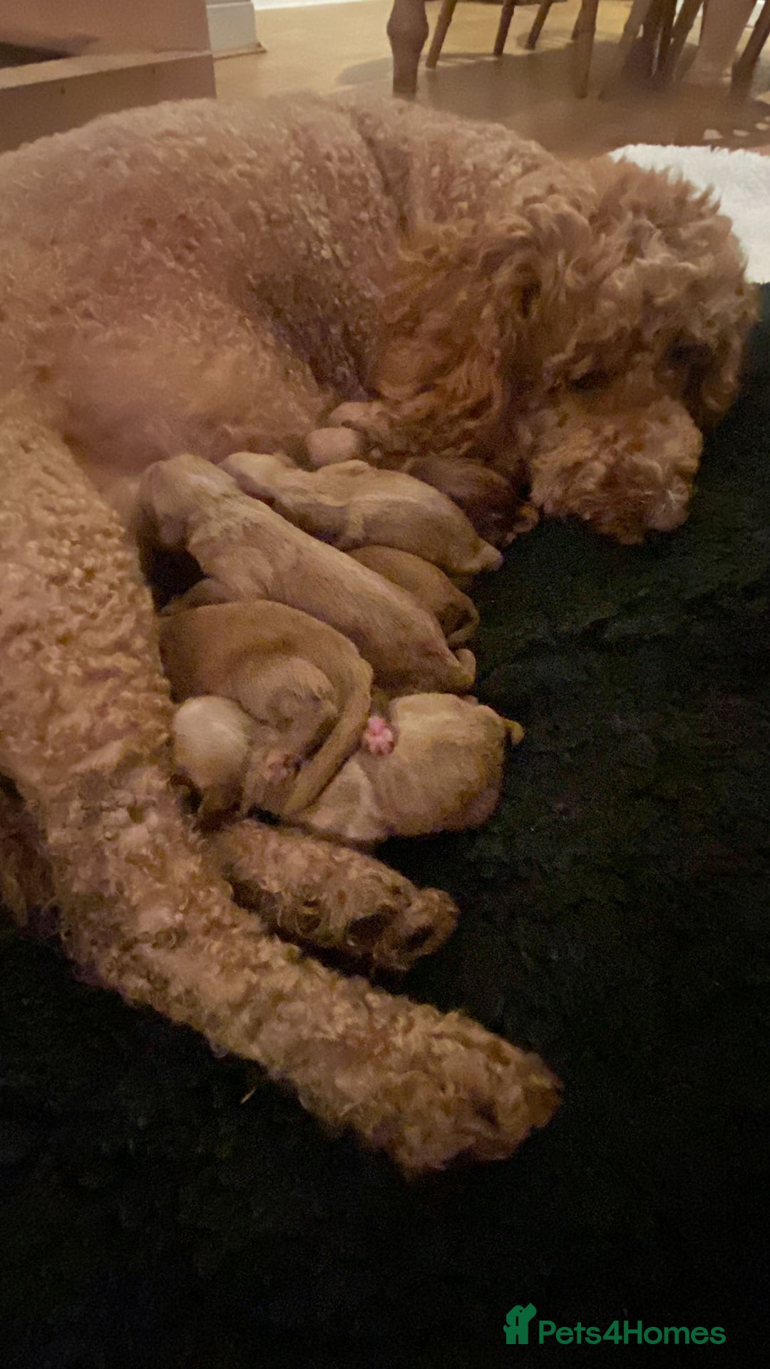 Mini Goldendoodle dogs for sale: 8 Lovingly Raised Miniature Goldendoodles  - Image 19