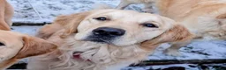 Golden Retriever dogs for stud: RKC Kensesqui Karamel Sutra - Advert 3