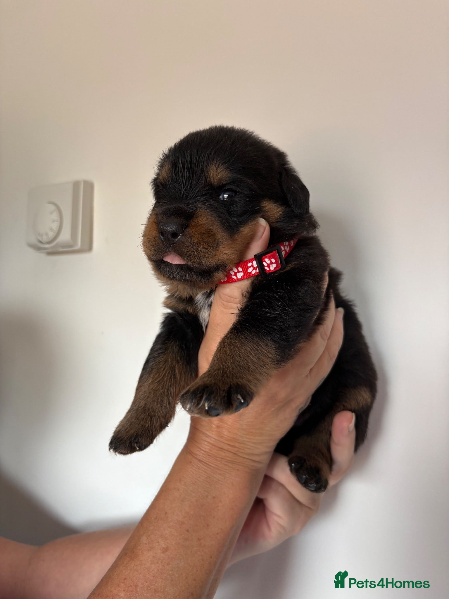Rottweiler dogs KC Registered Rottweiler Puppies - Advert 1