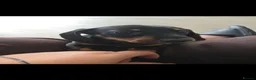 Miniature Dachshund dogs for sale: 3 BLACK AND TAN FEMALES  - Advert 4