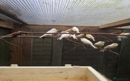 Canaries birds for sale: Yellow dimorphics  - Image 1