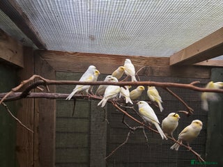 Canaries birds Yellow dimorphics - Advert 3