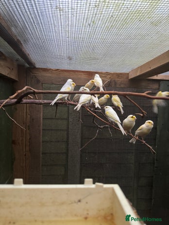 Canaries birds - Advert 1