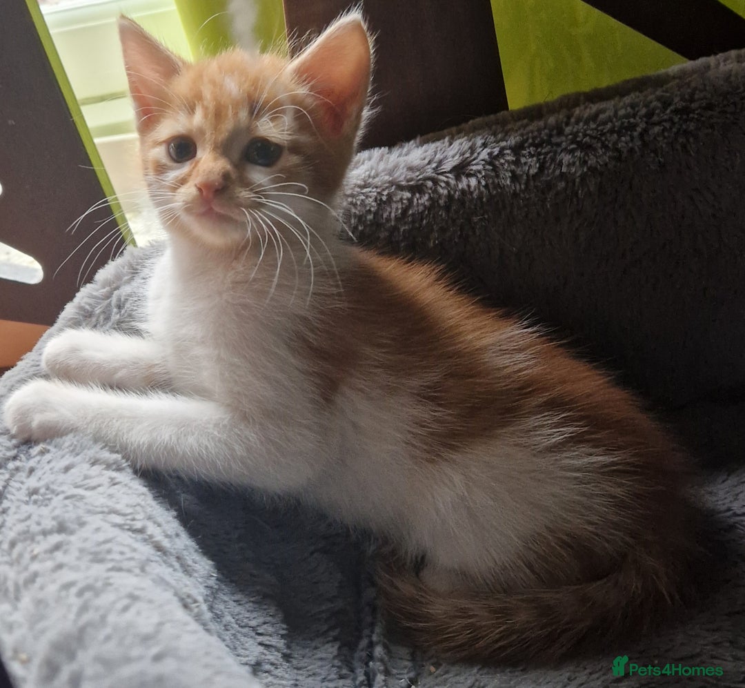 Mixed Breed cats for sale: Siberian cross ready to go!!! - Image 26