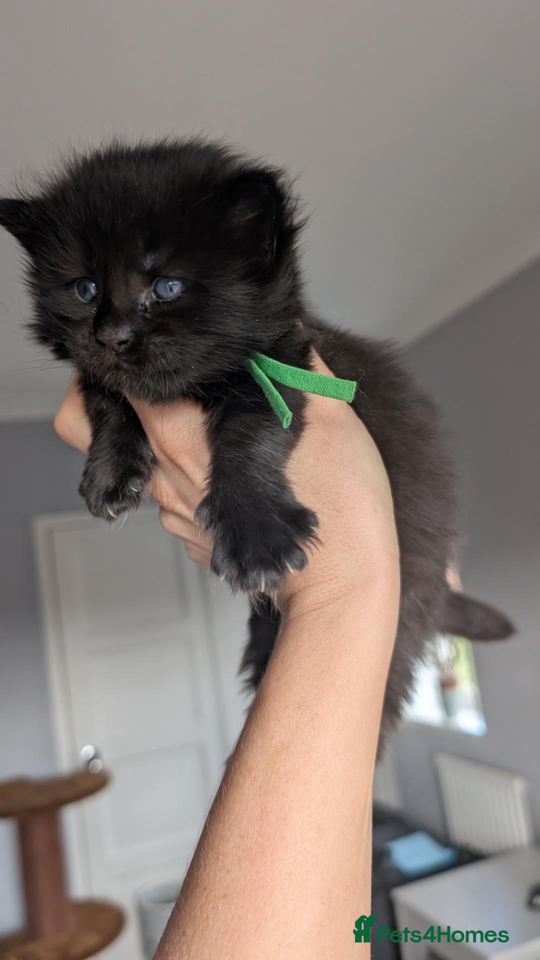Maine Coon cats Black&Black Smoke Tica registered  - Advert 2