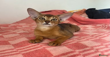 Abyssinian cats in Northwood - Advert 1