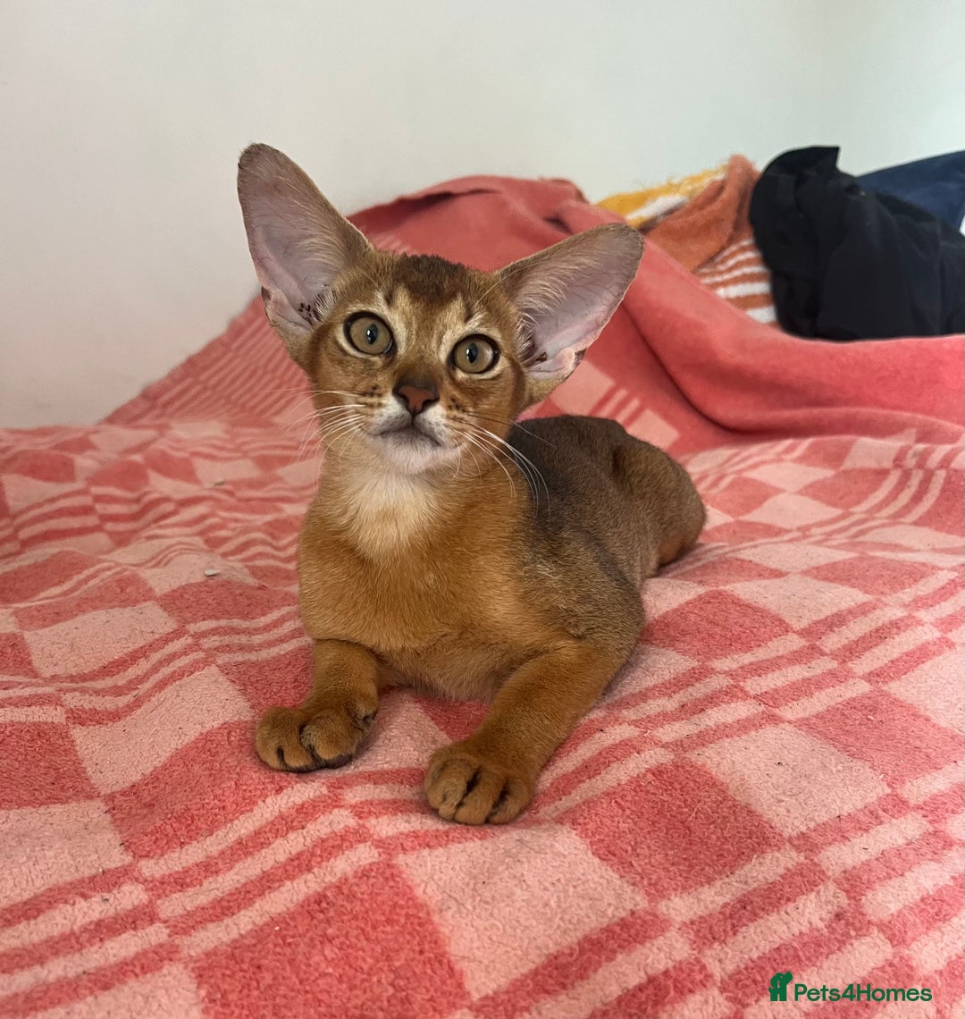 Abyssinian cats for sale: Beautiful Abyssinian kittens in Northwood - Image 2