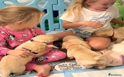 Goldador dogs for sale: Goldador puppies ❤️ - Advert 5