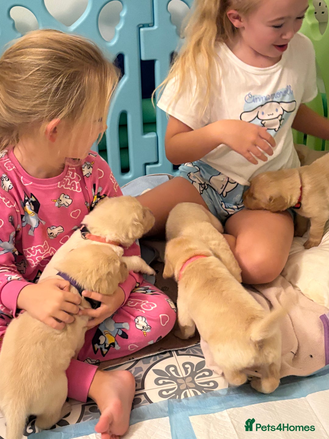 Goldador dogs for sale: Goldador puppies ❤️ - Advert 5