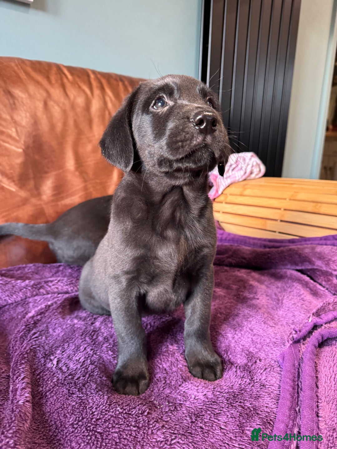 Labrador Retriever dogs for sale: Black Labrador Puppies, 5* Licensed Breeder - Advert 30