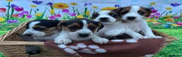 Jack Russell dogs for sale: jack Russell puppys 4💙. 6🩷 - Advert 8