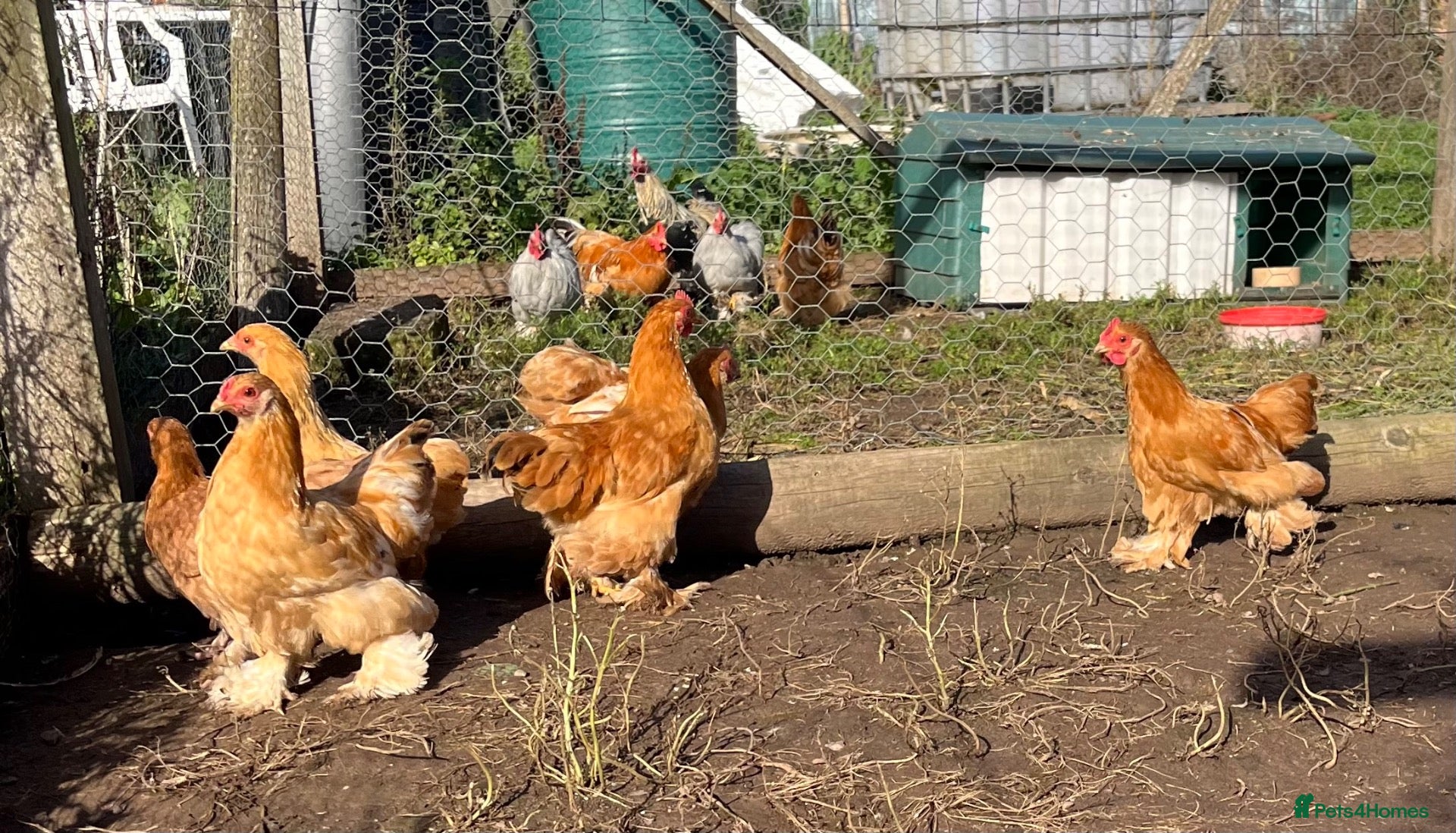 Chickens poultry for sale: Variety of Hens and cockerels for sale - Advert 1