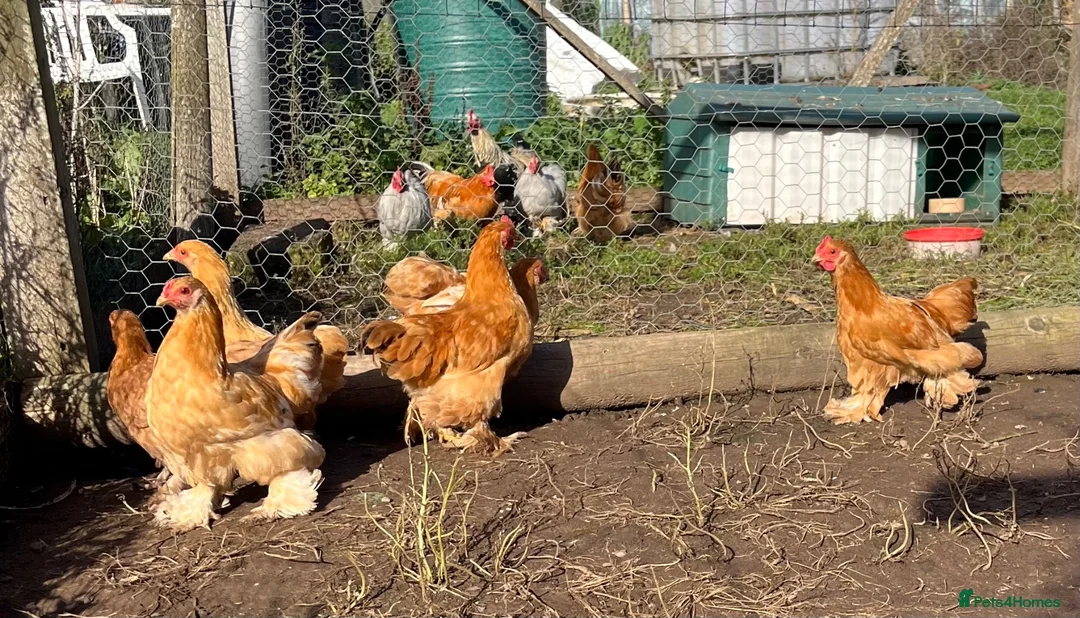 Chickens poultry for sale: Variety of Hens and cockerels for sale in Leominster - Advert 1