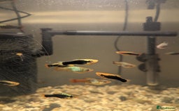 Mollies fish for sale: Baby mollies  - Image 1
