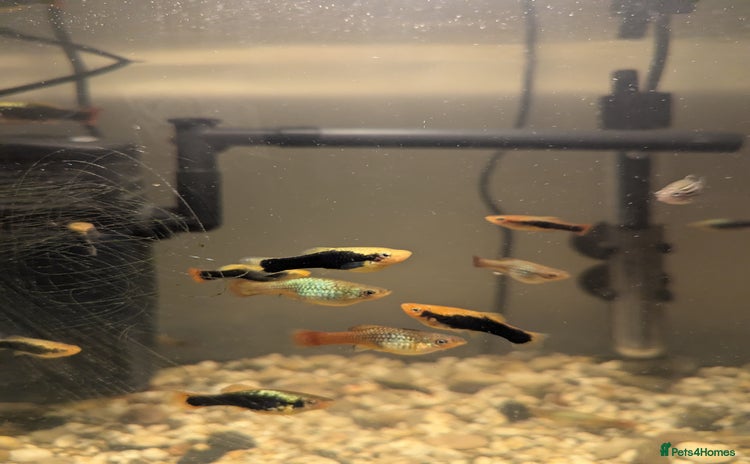 Mollies fish - Advert 15