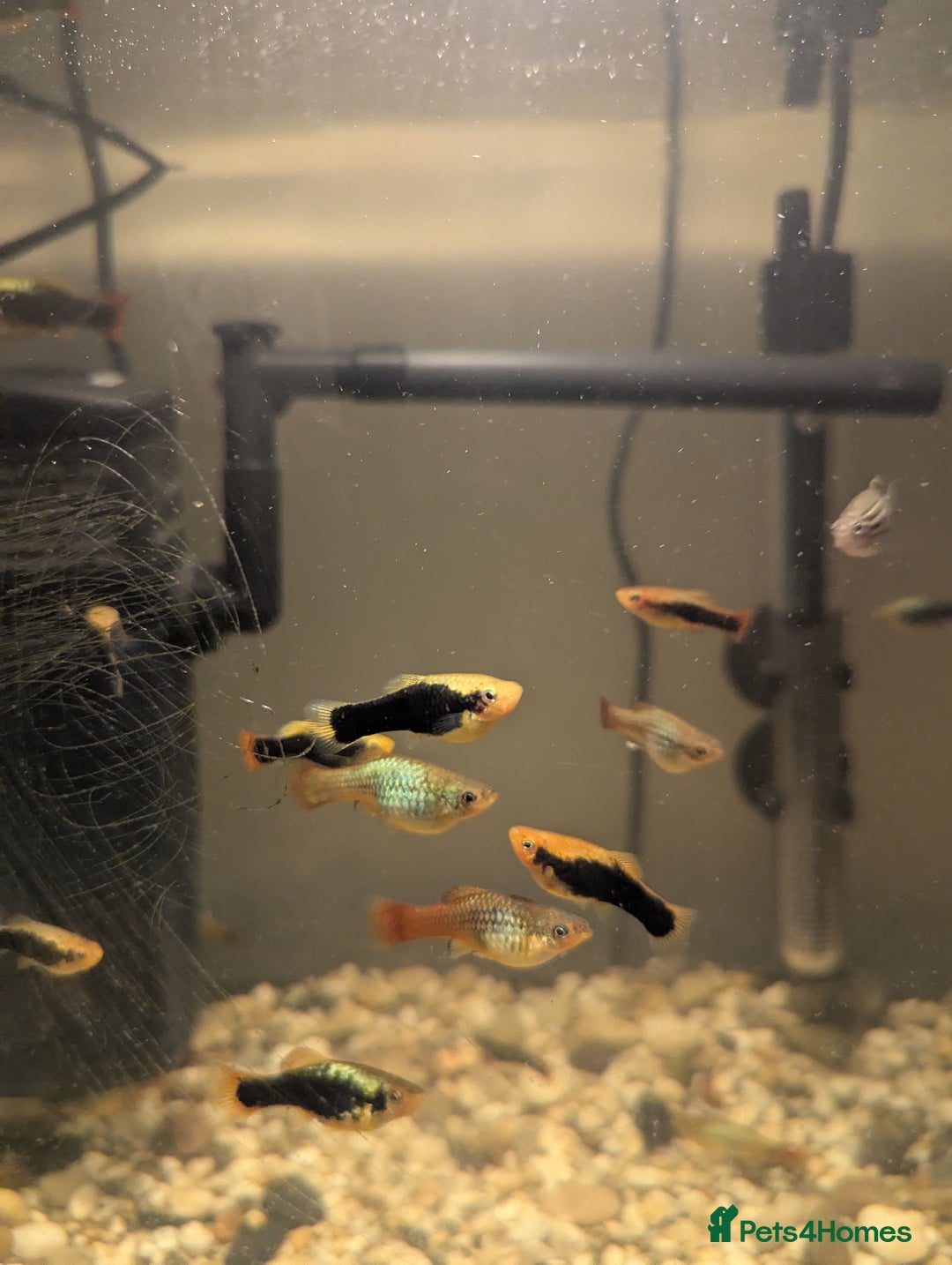 Mollies fish for sale: Baby mollies  - Image 1