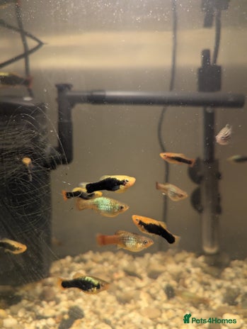Mollies fish - Advert 1