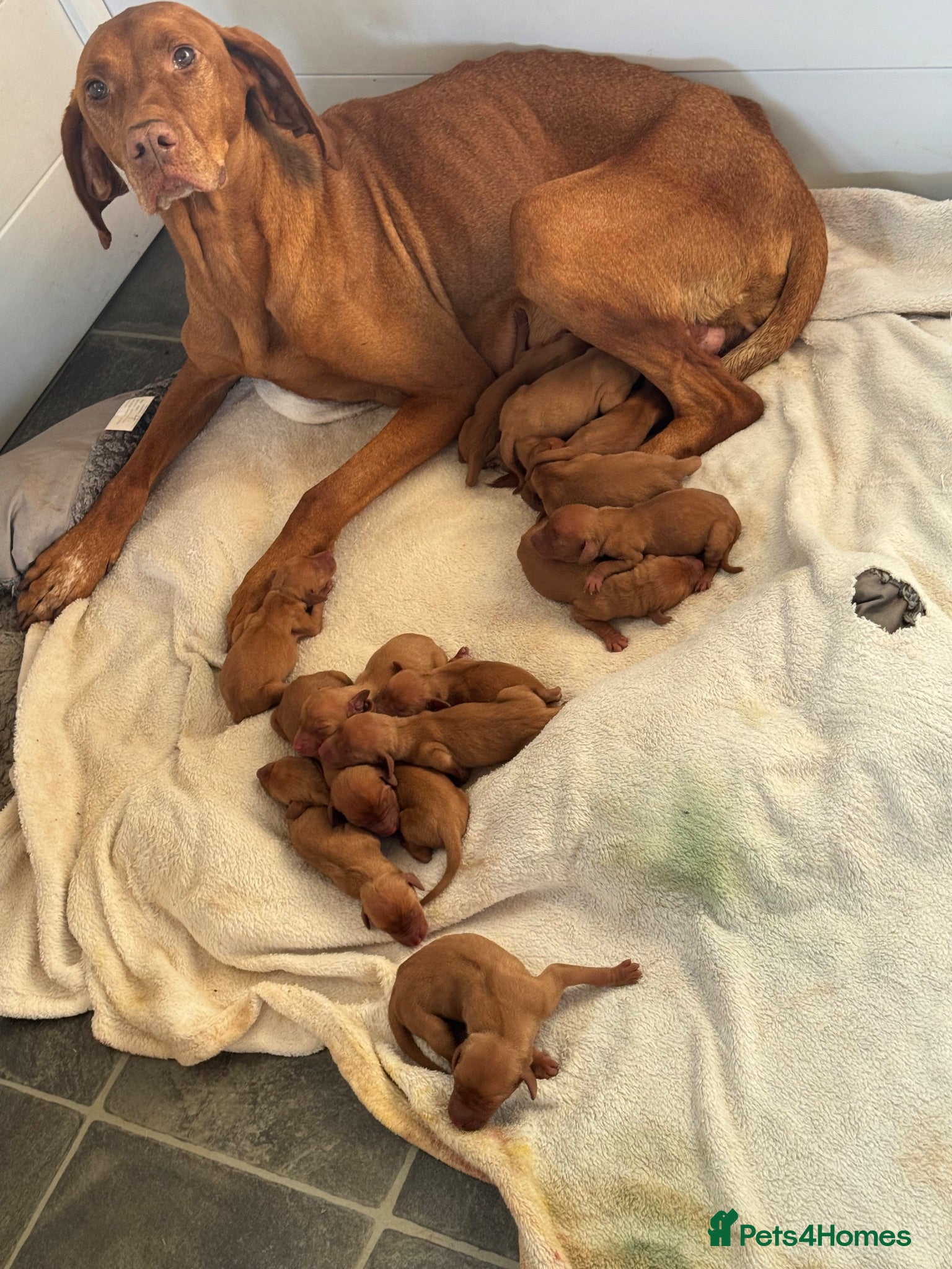 Hungarian Vizsla dogs KC Vizsla Puppies for Licensed breeder - Advert 2