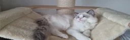 Ragdoll cats for sale: 💕Beautiful TICA Ragdolls Kittens 💕 - Advert 12