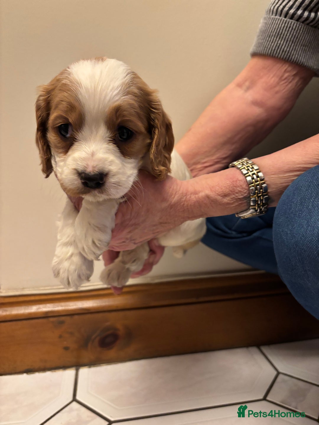 Cocker Spaniel dogs for sale: KC reg cocker spaniels  - Advert 38