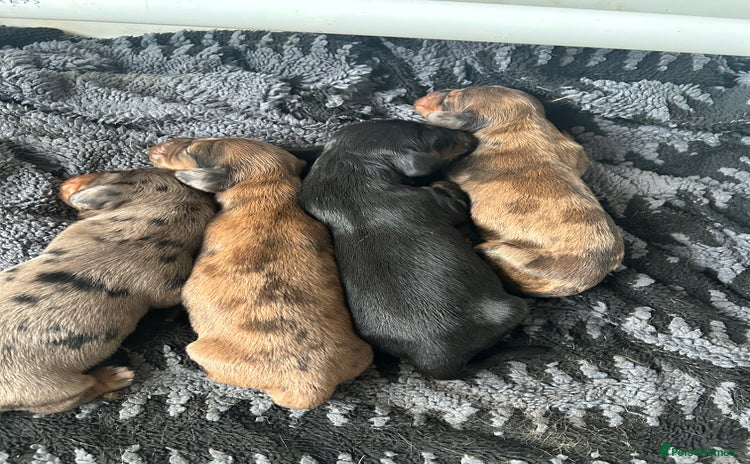 Dachshund dogs - Advert 2