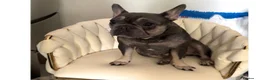 French Bulldog dogs for sale: French bull dog puppies  - Advert 2
