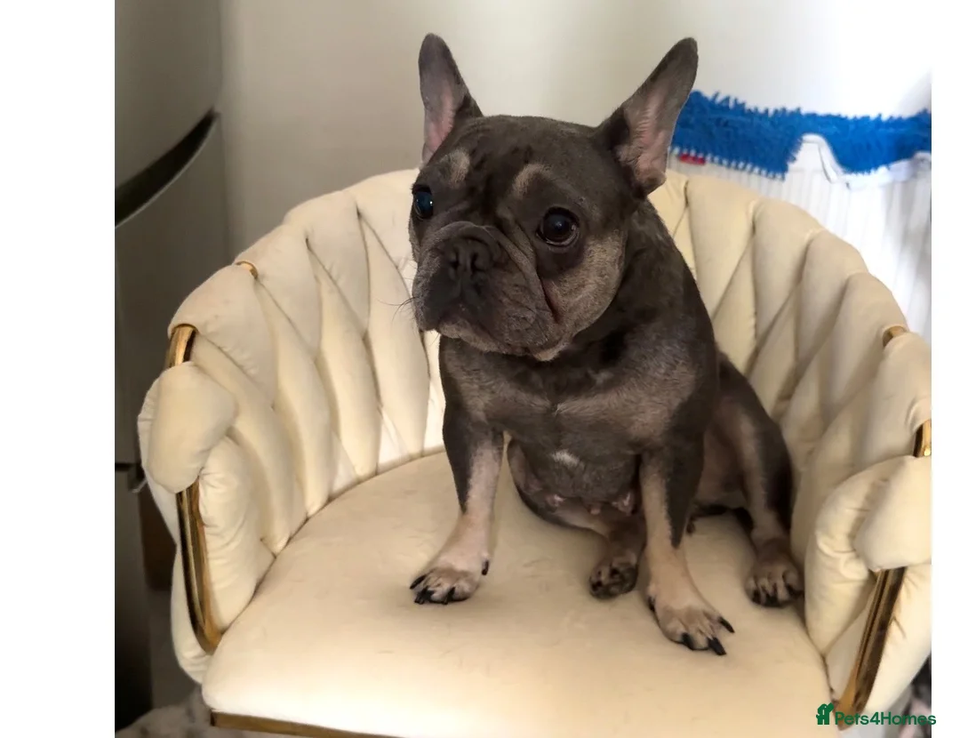 French Bulldog dogs for sale: French bull dog puppies  - Advert 2