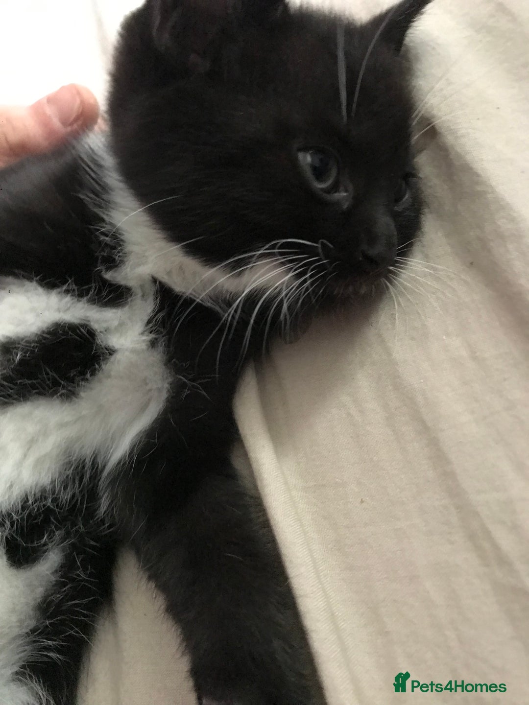 British Shorthair cats for sale: Tuxedo and black cat 🖤 - Image 11