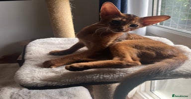 Abyssinian cats in Northwood - Advert 1