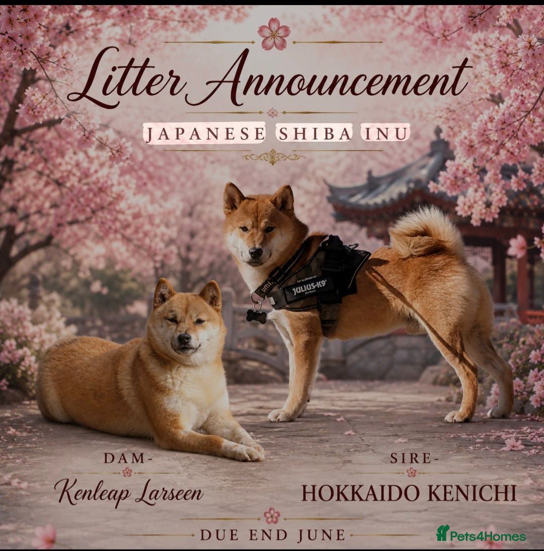 Japanese Shiba Inu dogs Japanese Shiba Inu Boy  - Advert 1