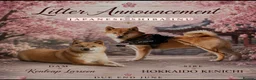 Japanese Shiba Inu dogs for sale: Japanese Shiba Inu Boy  - Advert 1