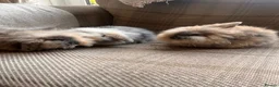 Mini Lion Lop rabbits for sale: Mini lion lop babies - Advert 2