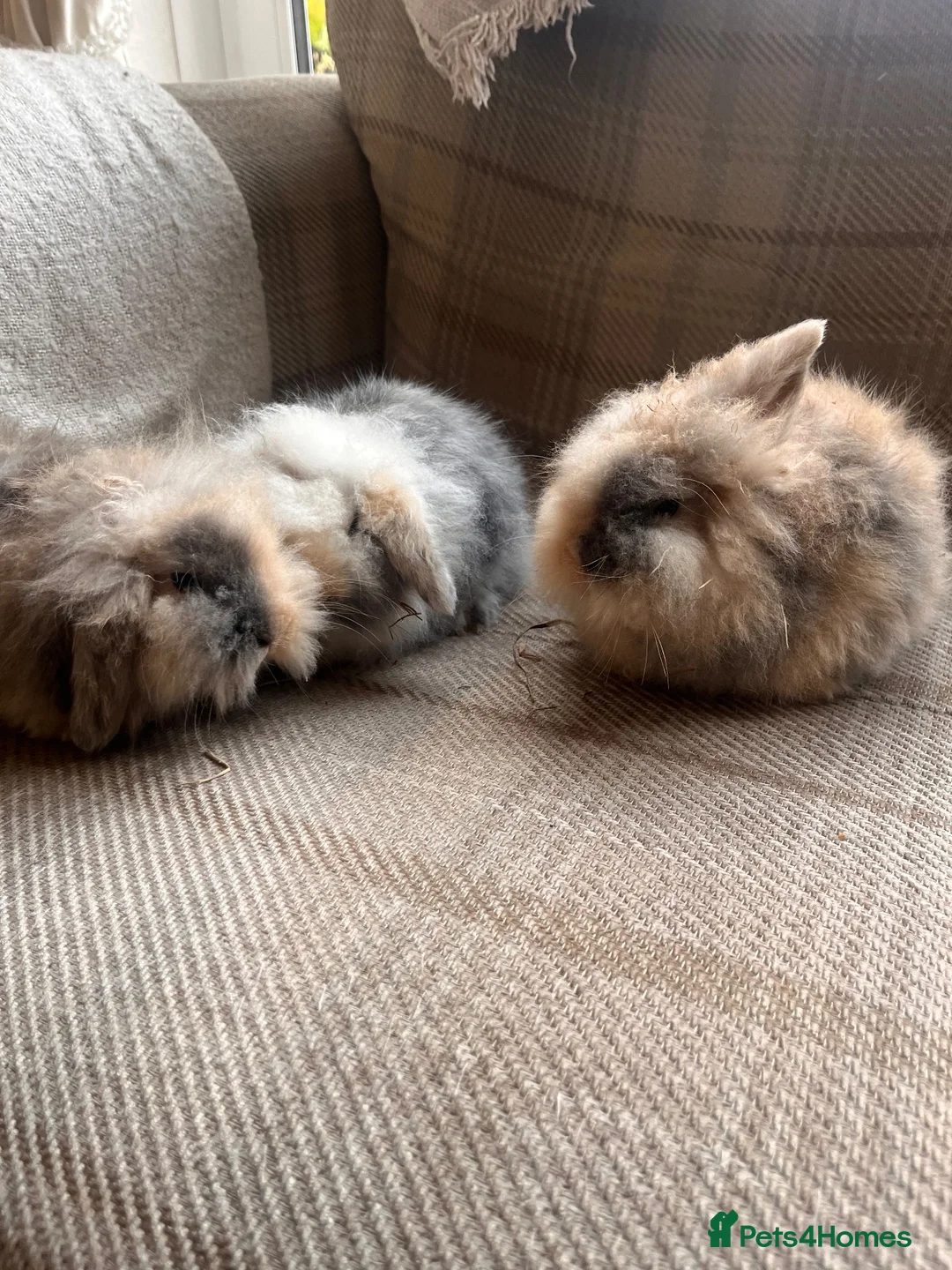 Mini Lion Lop rabbits for sale: Mini lion lop babies - Advert 2