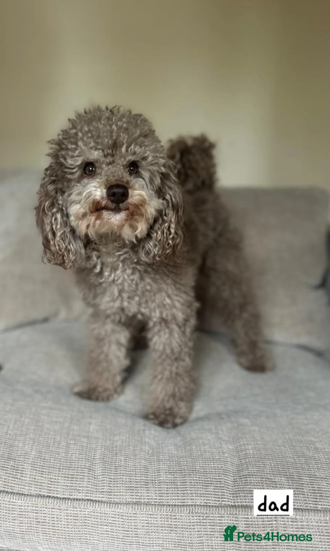 Toy Poodle dogs for sale: Beautiful toy poodle pups - Advert 2