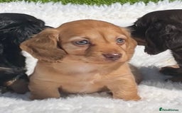 Miniature Dachshund dogs for sale: Beautiful long haired miniature dachshund puppies  - Image 3