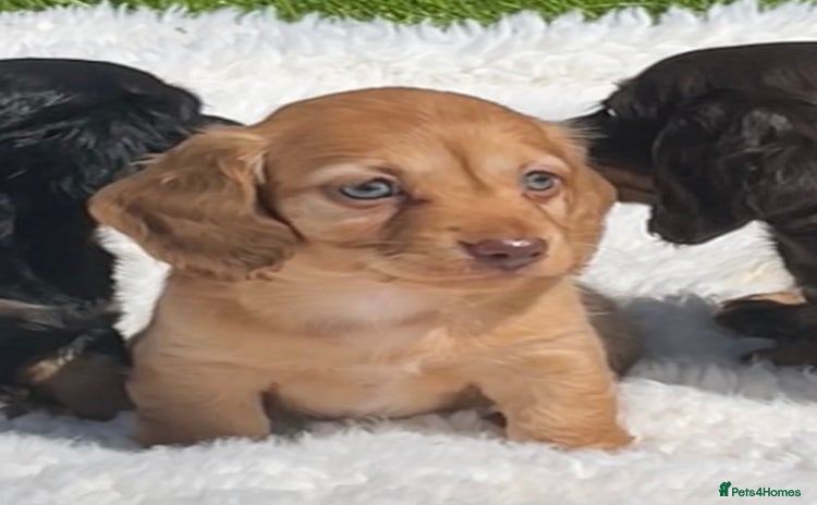 Miniature Dachshund dogs - Advert 4