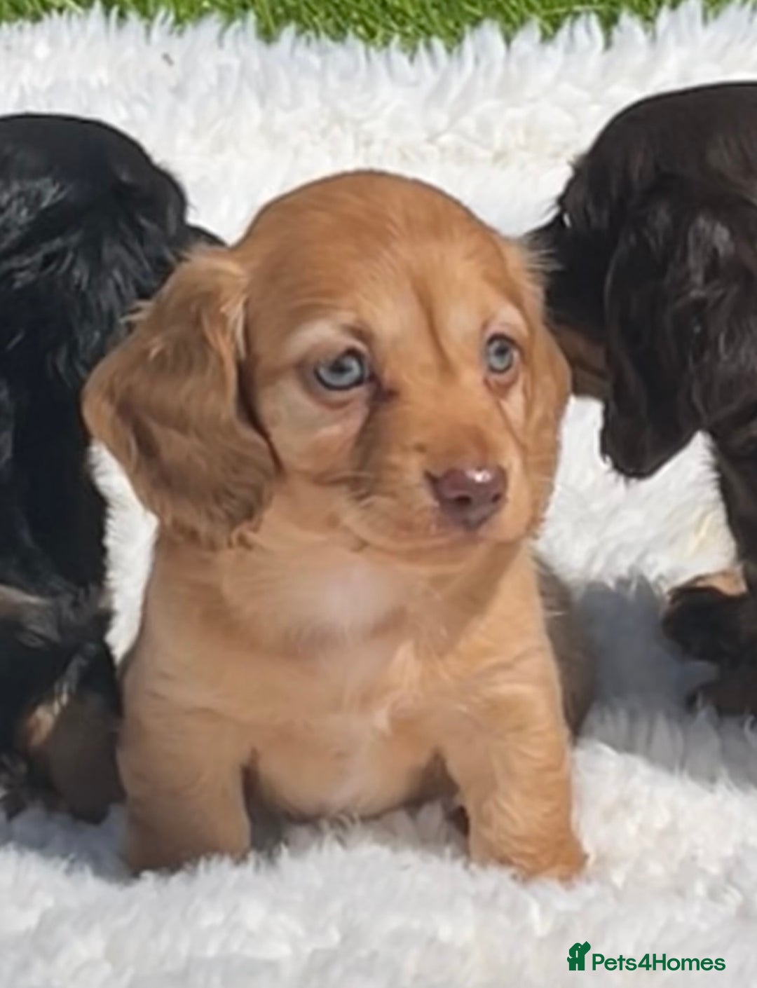 Miniature Dachshund dogs for sale: Beautiful long haired miniature dachshund puppies  - Image 3