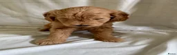 Mini Goldendoodle dogs for sale: F1 Miniature Goldendoodles   - Advert 20