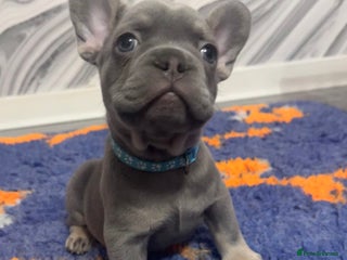 French Bulldog dogs French bulldog puppies - Advert 13