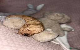 Toy Poodle dogs for sale: 3 stunning toy poodle females  - Image 7